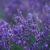 Cómo cuidar correctamente tu planta de lavanda: Guía definitiva de expertos