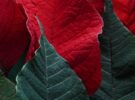 Cómo conseguir que tu flor de Pascua vuelva a ser roja tras el verano
