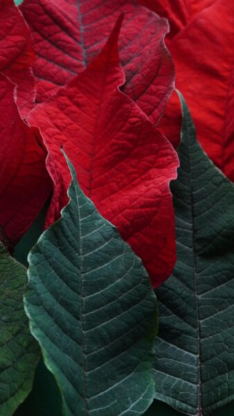 Cómo conseguir que tu flor de Pascua vuelva a ser roja tras el verano