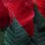 Cómo conseguir que tu flor de Pascua vuelva a ser roja tras el verano